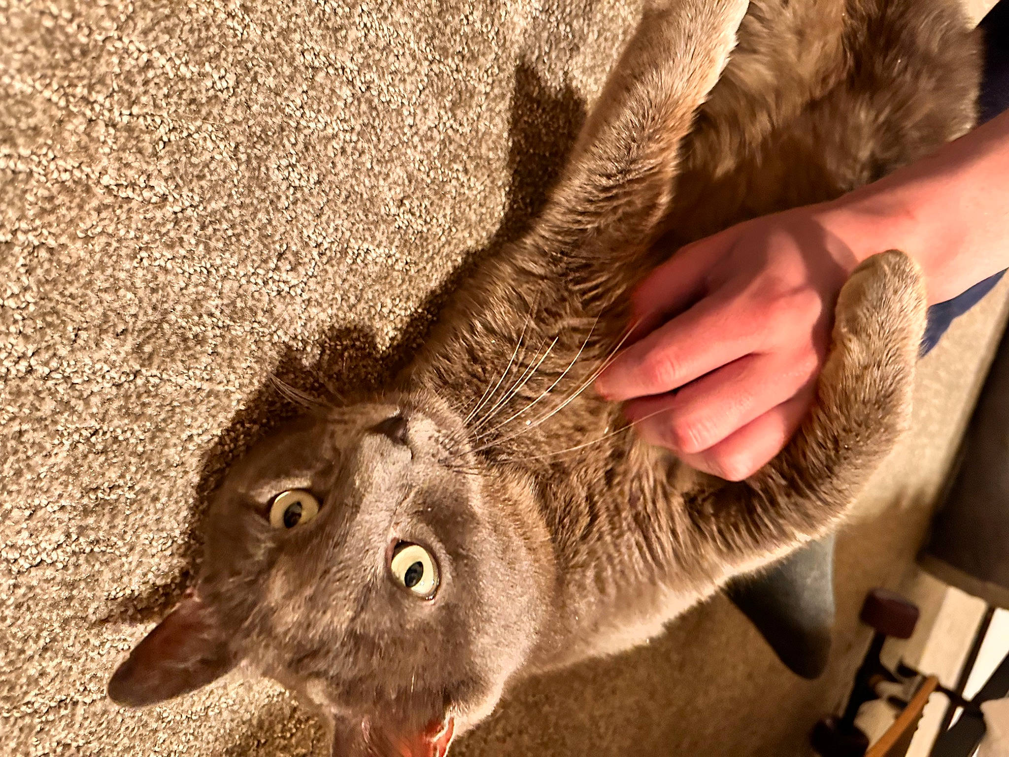 Smokey is registered to the contest to win money with this photo: carnivore, cat, claw, domestic_short_haired_cat, ear, fawn, felidae, finger, fur, gesture, hand, paw, small_to_medium_sized_cats, snout, soil, tail, terrestrial_animal, vertebrate, whiskers, wrinkle