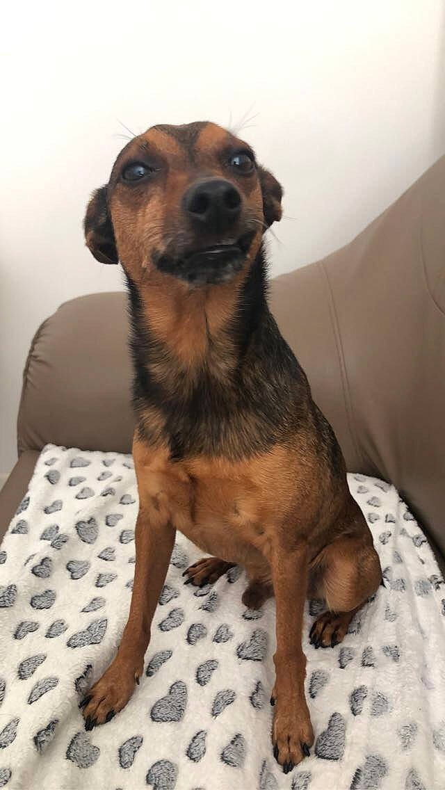 Tchoupi participe au concours pour gagner de l'argent avec cette photo : canidae, carnivore, comfort, companion_dog, couch, dog, dog_breed, fur, pet_supply, snout, sporting_group, terrestrial_animal, whiskers, working_animal, working_dog