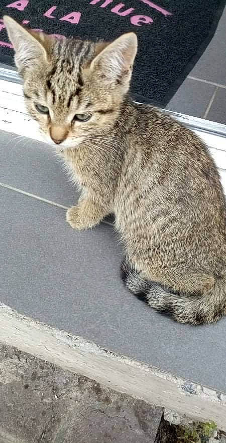 Nala participe au concours pour gagner de l'argent avec cette photo : asphalt, carnivore, cat, claw, concrete, domestic_short_haired_cat, eye, felidae, fur, paw, road_surface, small_to_medium_sized_cats, snout, tail, terrestrial_animal, whiskers, wildlife