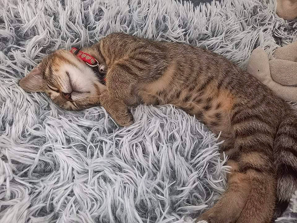 Nala a rejoint le concours — aidez-le/la à gagner de superbes lots ! big_cats, carnivore, cat, cat_bed, claw, comfort, domestic_short_haired_cat, fawn, felidae, fur, nap, paw, sleep, small_to_medium_sized_cats, snout, tail, terrestrial_animal, tree, whiskers, wildlife