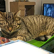 Nala a rejoint le concours — aidez-le/la à gagner de superbes lots ! box, carnivore, cat, domestic_short_haired_cat, felidae, fur, packaging_and_labeling, picture_frame, small_to_medium_sized_cats, snout, whiskers