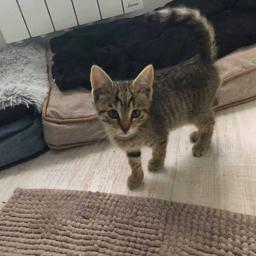 Nala a rejoint le concours — aidez-le/la à gagner de superbes lots ! carnivore, cat, cat_supply, claw, comfort, couch, domestic_short_haired_cat, felidae, flooring, fur, grey, hardwood, paw, pillow, small_to_medium_sized_cats, snout, tail, terrestrial_animal, whiskers, wood