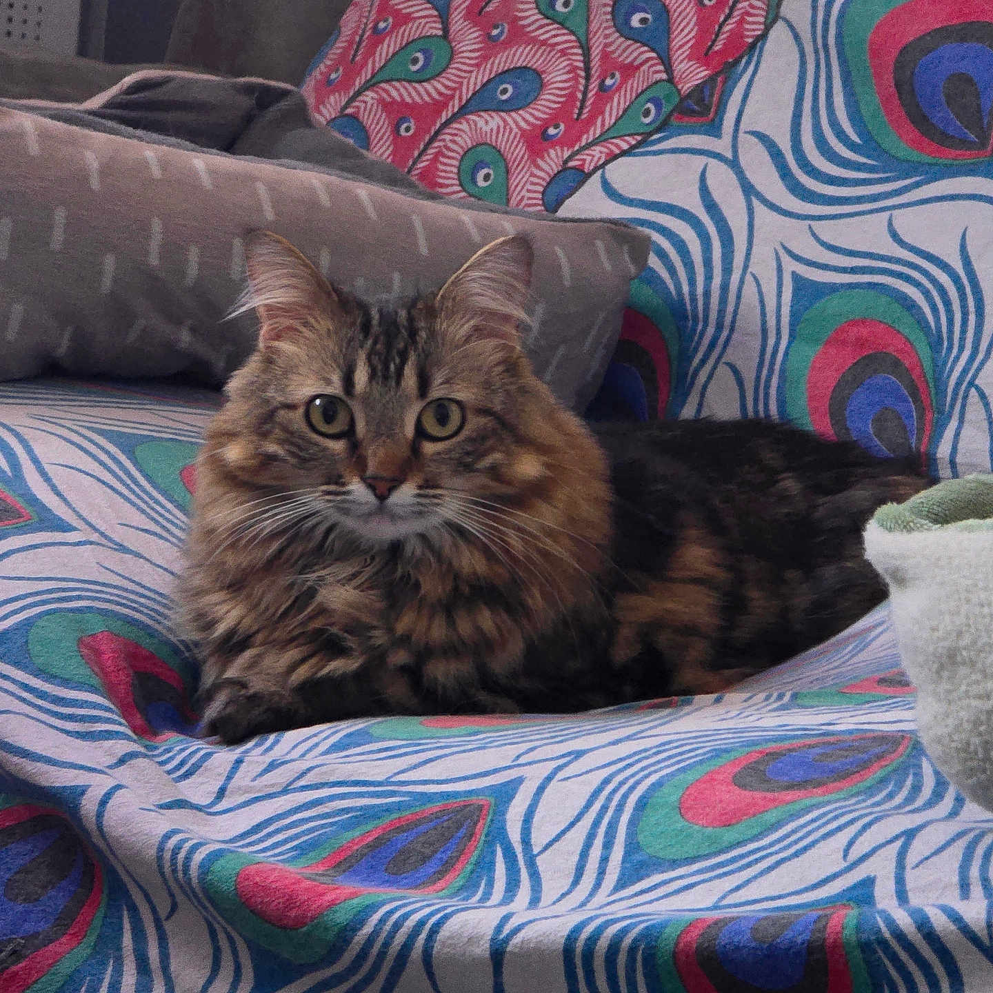 Maia is registered to the contest to win money with this photo: abyssinian, animal, applique, armchair, bed, blanket, cat, chair, couch, cushion, furniture, homedecor, indoors, interiordesign, kitten, linen, manx, pattern, pet, quilt