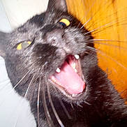 Blair is registered to the contest to win money with this photo: black_cat, cat, close_up, mouth_open, fangs, whiskers, indoor, wooden_background, white_tiles, wide_eyes, pet, animal, feline, fur, blurred, portrait, expression, teeth, close_range, domestic_animal