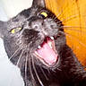 black_cat, cat, close_up, mouth_open, fangs, whiskers, indoor, wooden_background, white_tiles, wide_eyes, pet, animal, feline, fur, blurred, portrait, expression, teeth, close_range, domestic_animal