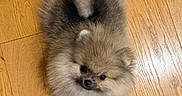 Bonnie participe au concours pour gagner de l'argent avec cette photo : dog, puppy, pomeranian, fluffy, small_dog, lying_down, back, portrait, looking_at_camera, brown_fur, gray_fur, cute, indoors, wooden_floor, hardwood, pet, animal, face, ears, paws