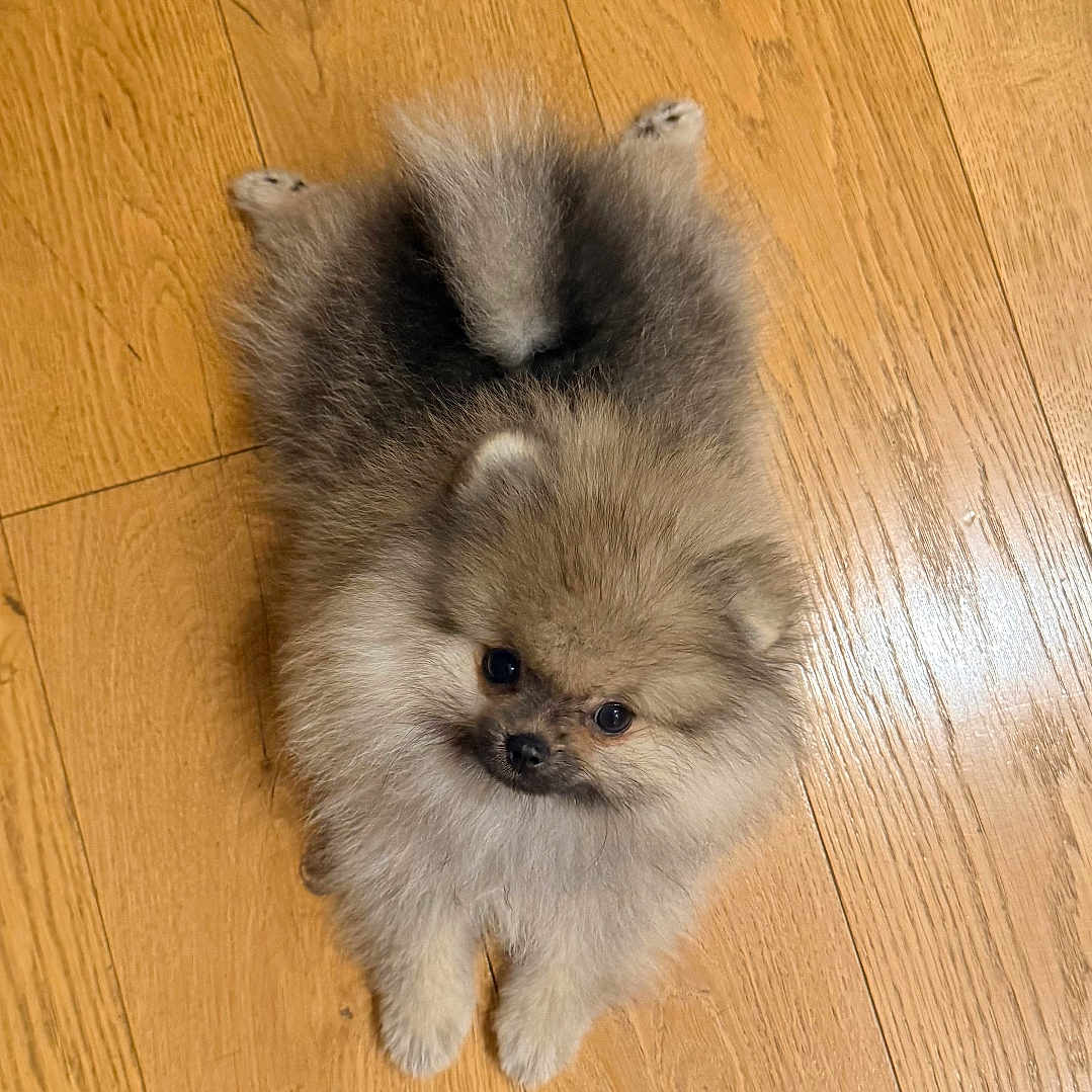 Bonnie participe au concours pour gagner de l'argent avec cette photo : dog, puppy, pomeranian, fluffy, small_dog, lying_down, back, portrait, looking_at_camera, brown_fur, gray_fur, cute, indoors, wooden_floor, hardwood, pet, animal, face, ears, paws