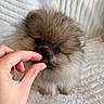 Bonnie participe au concours pour gagner de l'argent avec cette photo : puppy, dog, fluffy, small_dog, brown_fur, face, eyes, nose, treat, feeding, hand, human, blanket, bed, indoors, portrait, close_up, cute, pet, photography