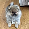 Bonnie a rejoint le concours — aidez-le/la à gagner de superbes lots ! dog, pomeranian, puppy, fluffy, small_dog, gray_and_white, sitting, indoors, wooden_floor, floor, furniture, chair, home, portrait, front_view, fur, paws, ears, cute, pet