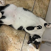 Coconut joined the competition — help win amazing prizes! cat, black_and_white, lying_down, floor, tile_floor, paws_up, relaxed, playful, indoor, pet, animal, whiskers, ears, tail, fur, domestic_cat, closeup, cute, resting, looking