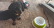 Zizou a rejoint le concours — aidez-le/la à gagner de superbes lots ! animal, black_dog, brown_paws, collar, concrete_floor, curious, dachshund, dog, domestic_animal, foot, looking_up, metal_chair_legs, outdoor, pet_bowl, puppy, sand, sandal, shadow, small_dog, texture