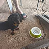animal, black_dog, brown_paws, collar, concrete_floor, curious, dachshund, dog, domestic_animal, foot, looking_up, metal_chair_legs, outdoor, pet_bowl, puppy, sand, sandal, shadow, small_dog, texture