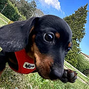 Zizou a rejoint le concours — aidez-le/la à gagner de superbes lots ! animal, black_and_tan, blue_sky, canine, close_up, clouds, cute, dachshund, dog, grass, mammal, nature, outdoor, pet, playful, puppy, red_harness, summer, trees, young