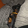Zizou participe au concours pour gagner de l'argent avec cette photo : black_and_tan, blanket, close_up, comfort, companion, cozy, cute, dog, fur, indoor, lying_down, pet, puppy, relaxed, resting, sleepy, small, soft_texture, warm, yellow_collar