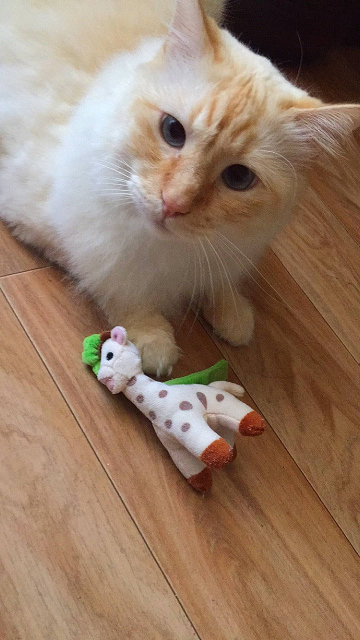 Isidore a rejoint le concours — aidez-le/la à gagner de superbes lots ! carnivore, cat, cat_supply, cat_toy, companion_dog, fawn, felidae, flooring, foot, fur, hardwood, paw, pet_supply, small_to_medium_sized_cats, snout, stuffed_toy, tail, toy, whiskers, wood