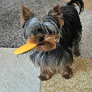 Appy a rejoint le concours — aidez-le/la à gagner de superbes lots ! animal, black, blue_bowl, brown, brush, carpet, cute, dog, domestic, floor, fur, gray, indoor, mouth, pet, small_dog, standing, toy, wooden_floor, yorkshire_terrier