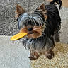 animal, black, blue_bowl, brown, brush, carpet, cute, dog, domestic, floor, fur, gray, indoor, mouth, pet, small_dog, standing, toy, wooden_floor, yorkshire_terrier
