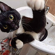 Nugget is registered to the contest to win money with this photo: cat, black_and_white, sink, paw, curious, indoor, bathroom, playful, pet, animal, whiskers, fur, close_up, eyes, mischief, cleaning, claw, domestic, kitten, feline