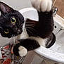 cat, black_and_white, sink, paw, curious, indoor, bathroom, playful, pet, animal, whiskers, fur, close_up, eyes, mischief, cleaning, claw, domestic, kitten, feline