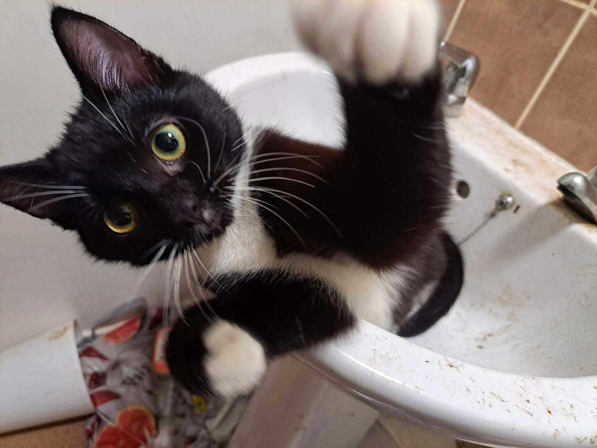 Nugget is registered to the contest to win money with this photo: cat, black_and_white, sink, paw, curious, indoor, bathroom, playful, pet, animal, whiskers, fur, close_up, eyes, mischief, cleaning, claw, domestic, kitten, feline
