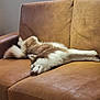 Cookie participe au concours pour gagner de l'argent avec cette photo : dog, siberian_husky, husky, couch, leather_couch, sleeping, stretched_out, pet, home, living_room, cozy, fur, muzzle, paws, tail, relaxed, nap, domestic_animal, indoor, adorable