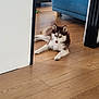 Cookie participe au concours pour gagner de l'argent avec cette photo : dog, husky, puppy, blue_eyes, indoor, wooden_floor, couch, doorway, lounging, pet, fur, paws, gaze, living_room, furniture, relaxed, brown_and_white, home, portrait, canine