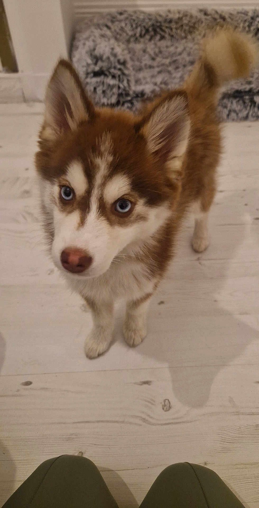 Cookie participe au concours pour gagner de l'argent avec cette photo : puppy, dog, husky, blue_eyes, fur, ears, nose, paws, standing, looking_up, indoor, wooden_floor, pet, young_puppy, adorable, companion_animal, home_interior, portrait, cute, fluffy