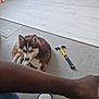 dog, husky, puppy, blue_eyes, hammer, tool, floor, laminate_floor, rug, carpet, sitting, looking_up, ears, paw, human_arm, slipper, shoe, jeans, indoor, renovation