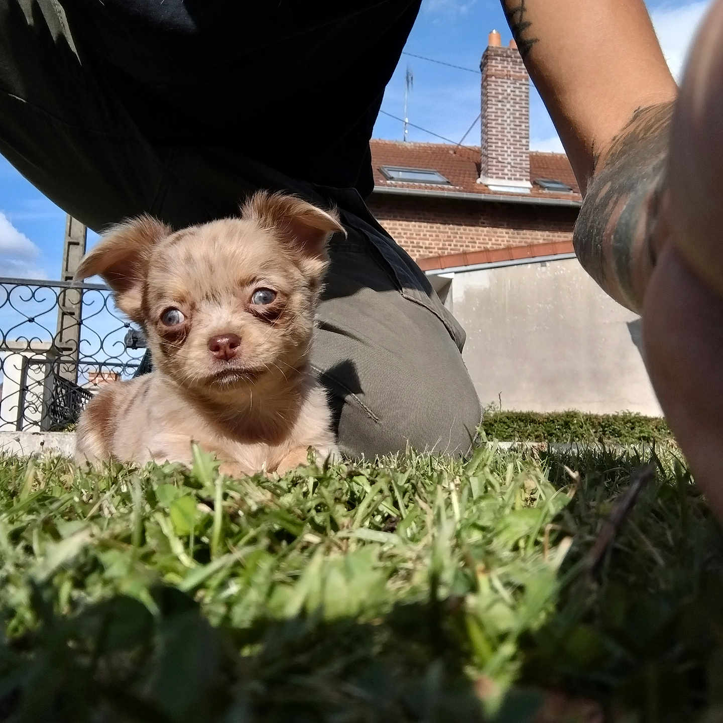 Loulou a rejoint le concours — aidez-le/la à gagner de superbes lots ! adult, animal, boy, canine, car, chihuahua, child, dog, grass, lawn, male, man, person, pet, plant, puppy, skin, tattoo, transportation, vehicle
