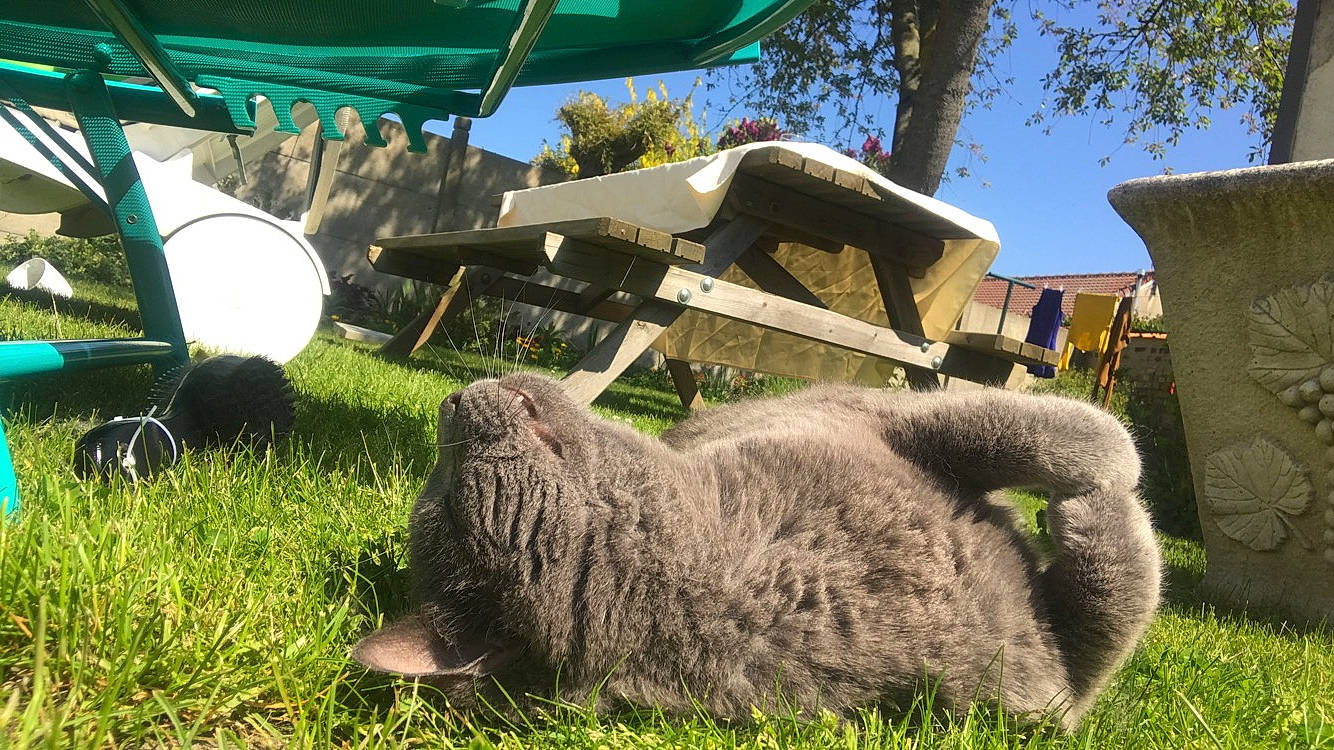 Crumbles participe au concours pour gagner de l'argent avec cette photo : canidae, grass, sporting_group