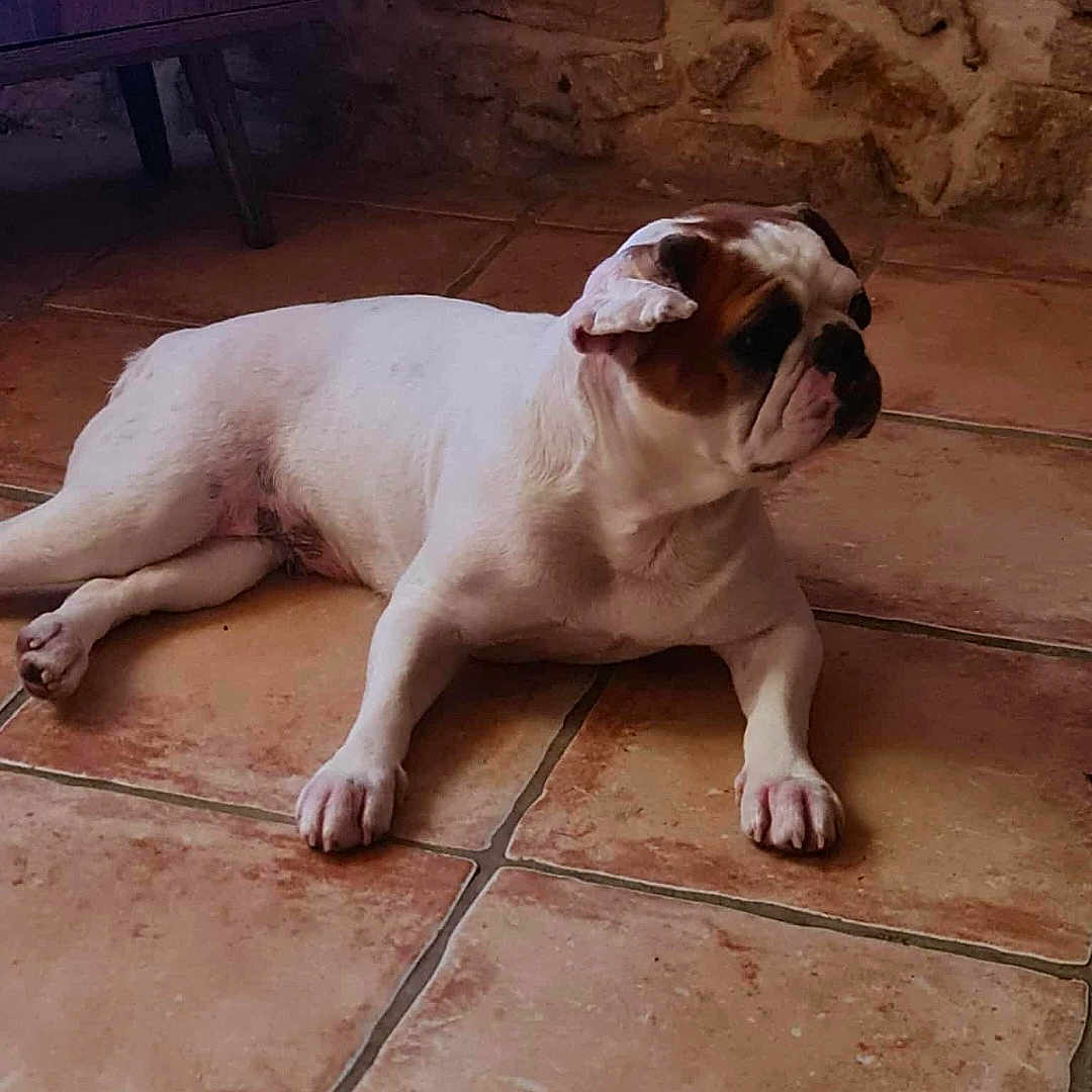 Hawai a rejoint le concours — aidez-le/la à gagner de superbes lots ! animal, brown_and_white, bulldog, calm, companion, cute, dog, domestic, ears, floor, indoor, looking_away, lying_down, mammal, paw, pet, pet_animal, resting, stone_wall, tile_floor