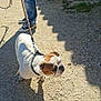 bulldog, dog, leash, shadow, gravel, outdoor, sunlight, jeans, sneakers, person, walking, pet, canine, daylight, shadow_play, animal, collar, paw, nature, texture