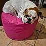dog, bulldog, pet, animal, indoor, floor, tile_floor, pink_cushion, resting, cute, white_fur, brown_patch, paw, ears, face, snout, expression, furniture, home, relaxed