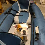 Hawai a rejoint le concours — aidez-le/la à gagner de superbes lots ! bulldog, dog, pet, kayak, inflatable_kayak, indoor, blue, gray, seated, looking_up, curious, animal, floor, straps, ear, snout, small_dog, canine, expression, container