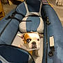 bulldog, dog, pet, kayak, inflatable_kayak, indoor, blue, gray, seated, looking_up, curious, animal, floor, straps, ear, snout, small_dog, canine, expression, container