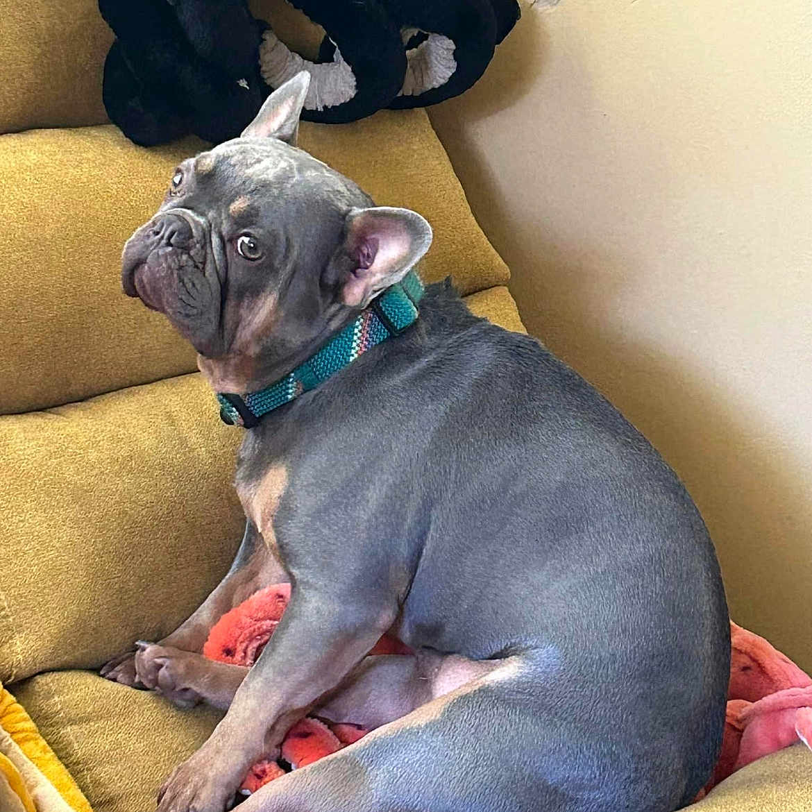 Kelly Westbrook joined the competition — help win amazing prizes! animal, blanket, bulldog, canine, couch, dog, dogbed, frenchbulldog, furniture, pet, pitbull, puppy, snout