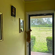 Punkie is registered to the contest to win money with this photo: animal, bushes, cat, climbing, curious, daylight, door_frame, glass_door, grass, greenery, house, indoor, interior, nature, orange_tabby, outdoor_view, pet, portrait_orientation, window, yellow_wall