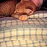 Punkie is registered to the contest to win money with this photo: cat, checkered, chin, closeup, comfort, cozy, cute, feline, fur, human, indoor, kitten, nap, neck, orange_cat, person, pet, pillow, resting, sleeping