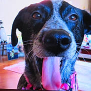 Just Jack is registered to the contest to win money with this photo: animal, black_and_white, canine, carpet, chair, close_up, collar, dog, ears, face, floor, fur, furniture, happy, indoor, living_room, nose, pet, tongue_out, whiskers