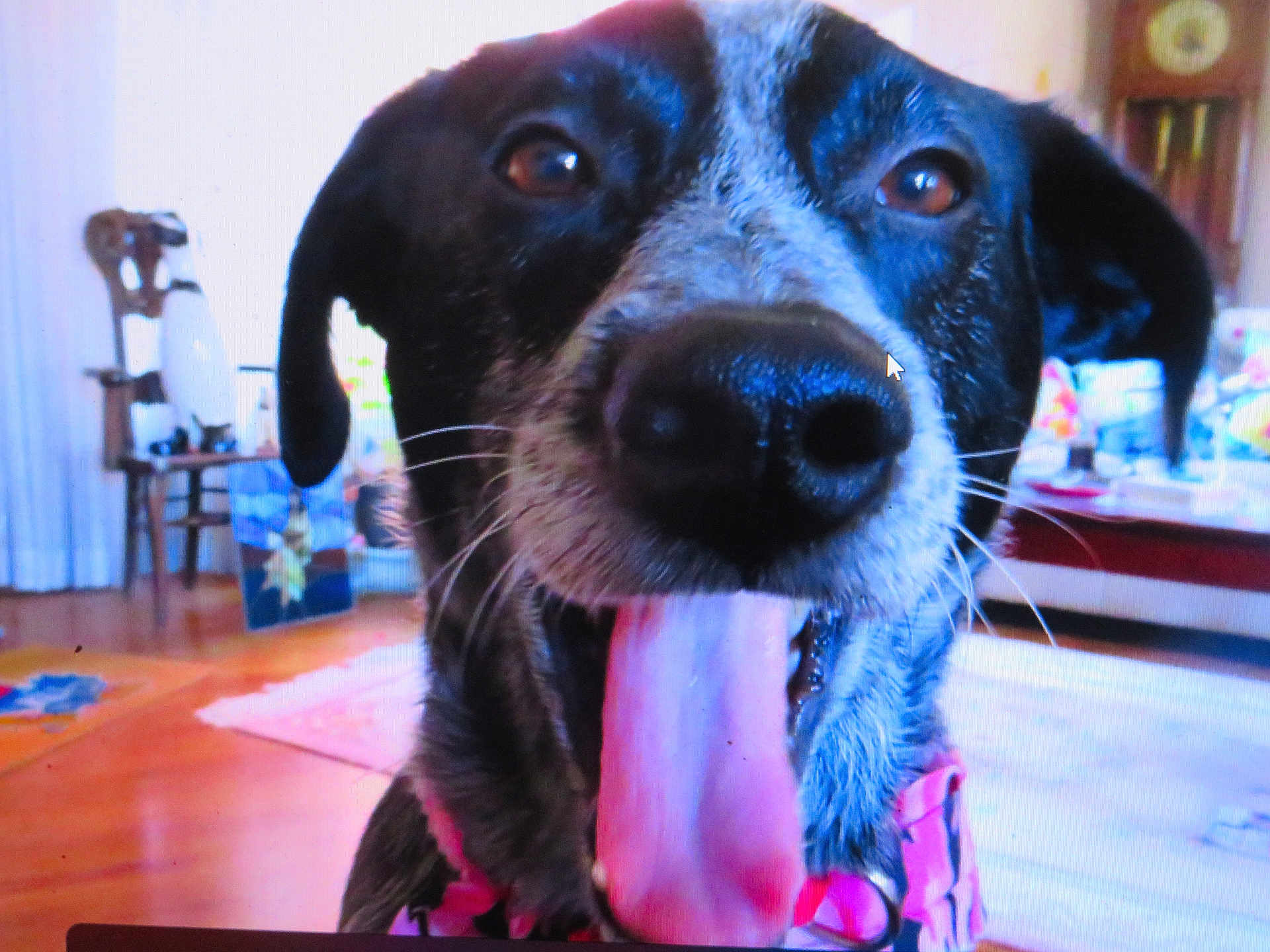 Just Jack is registered to the contest to win money with this photo: animal, black_and_white, canine, carpet, chair, close_up, collar, dog, ears, face, floor, fur, furniture, happy, indoor, living_room, nose, pet, tongue_out, whiskers