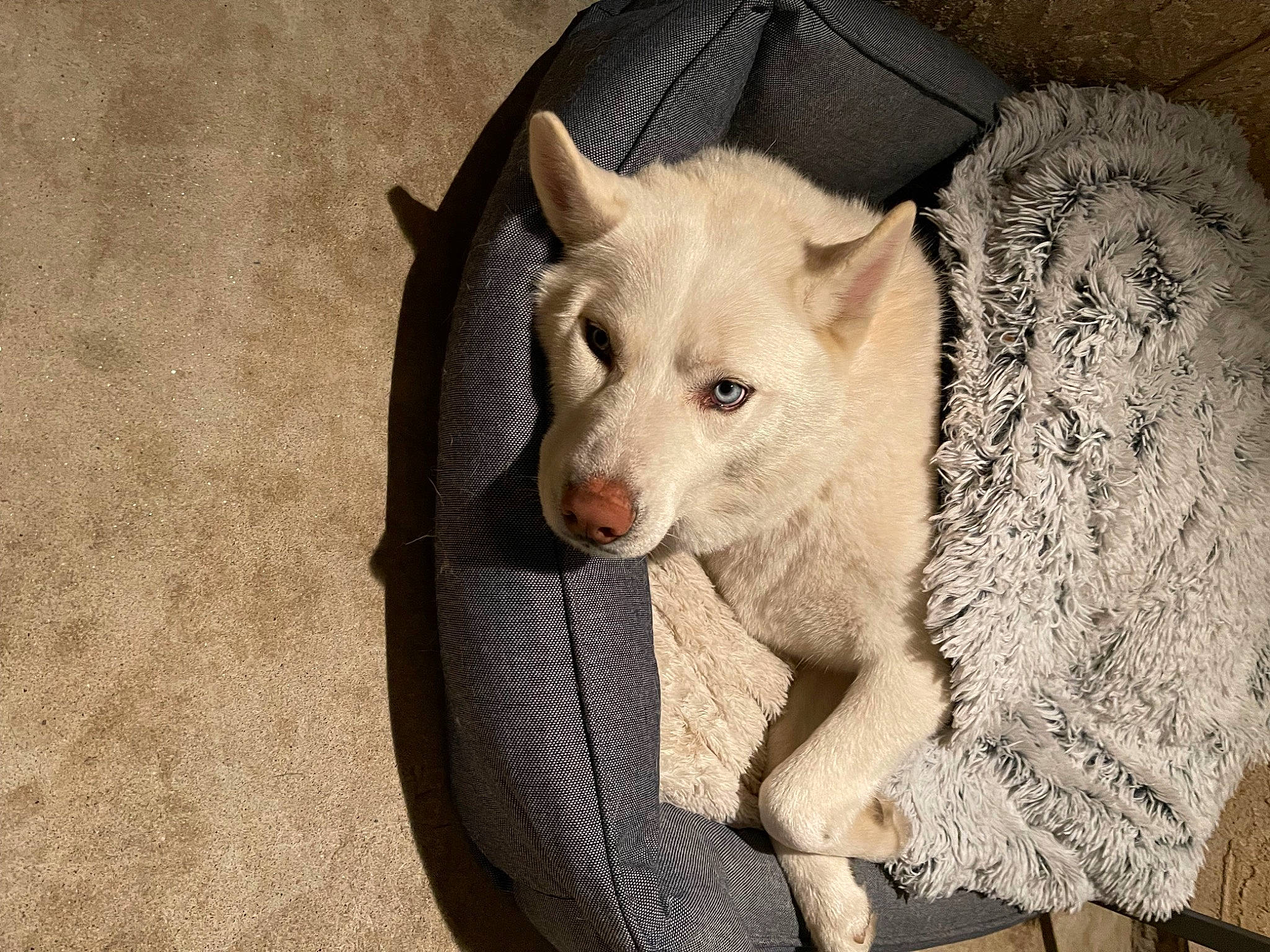 Ghost is registered to the contest to win money with this photo: canidae, carnivore, companion_dog, dog, dog_breed, eyelash, fawn, felidae, fur, jaw, no_expression, paw, small_to_medium_sized_cats, snout, sporting_group, tail, terrestrial_animal, toy_dog, whiskers, working_animal