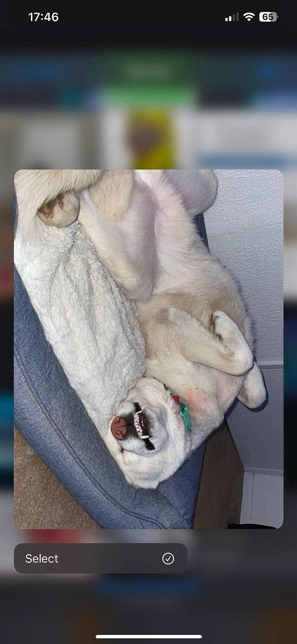 Ghost joined the competition — help win amazing prizes! bag, canidae, carnivore, comfort, companion_dog, dog_breed, fashion_accessory, fawn, felidae, fur, fur_clothing, gesture, jaw, linens, non_sporting_group, paw, sporting_group, tail, visual_arts