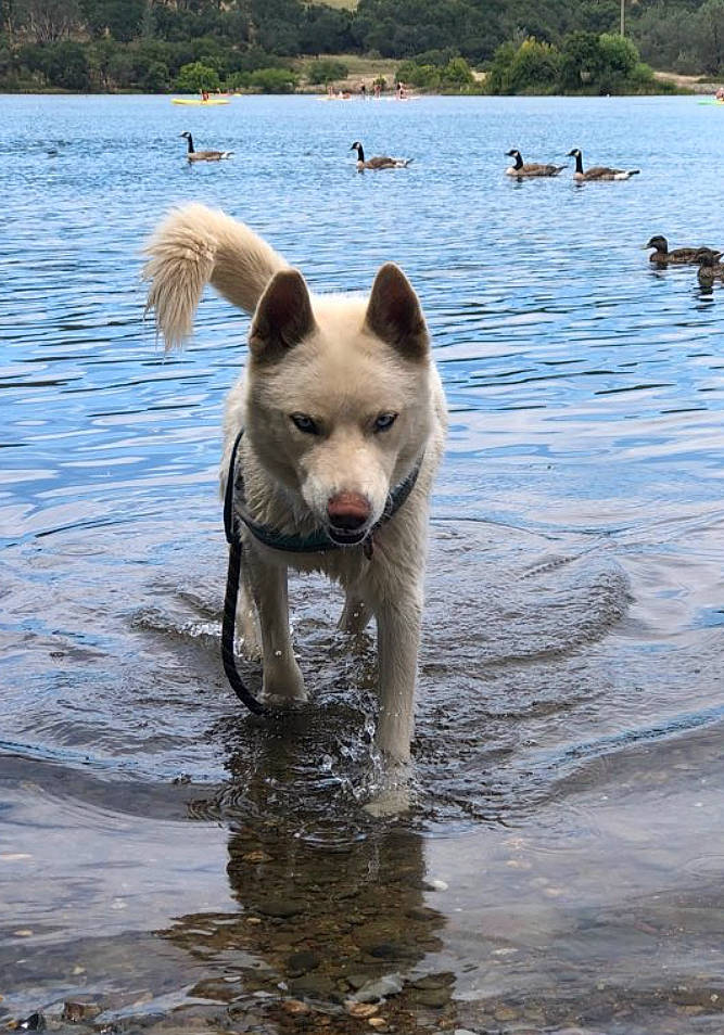 Ghost joined the competition — help win amazing prizes! body_of_water, canidae, carnivore, collar, companion_dog, dog, dog_breed, fang, fawn, lake, liquid, non_sporting_group, snout, sporting_group, tail, tree, water, wildlife, working_animal, working_dog