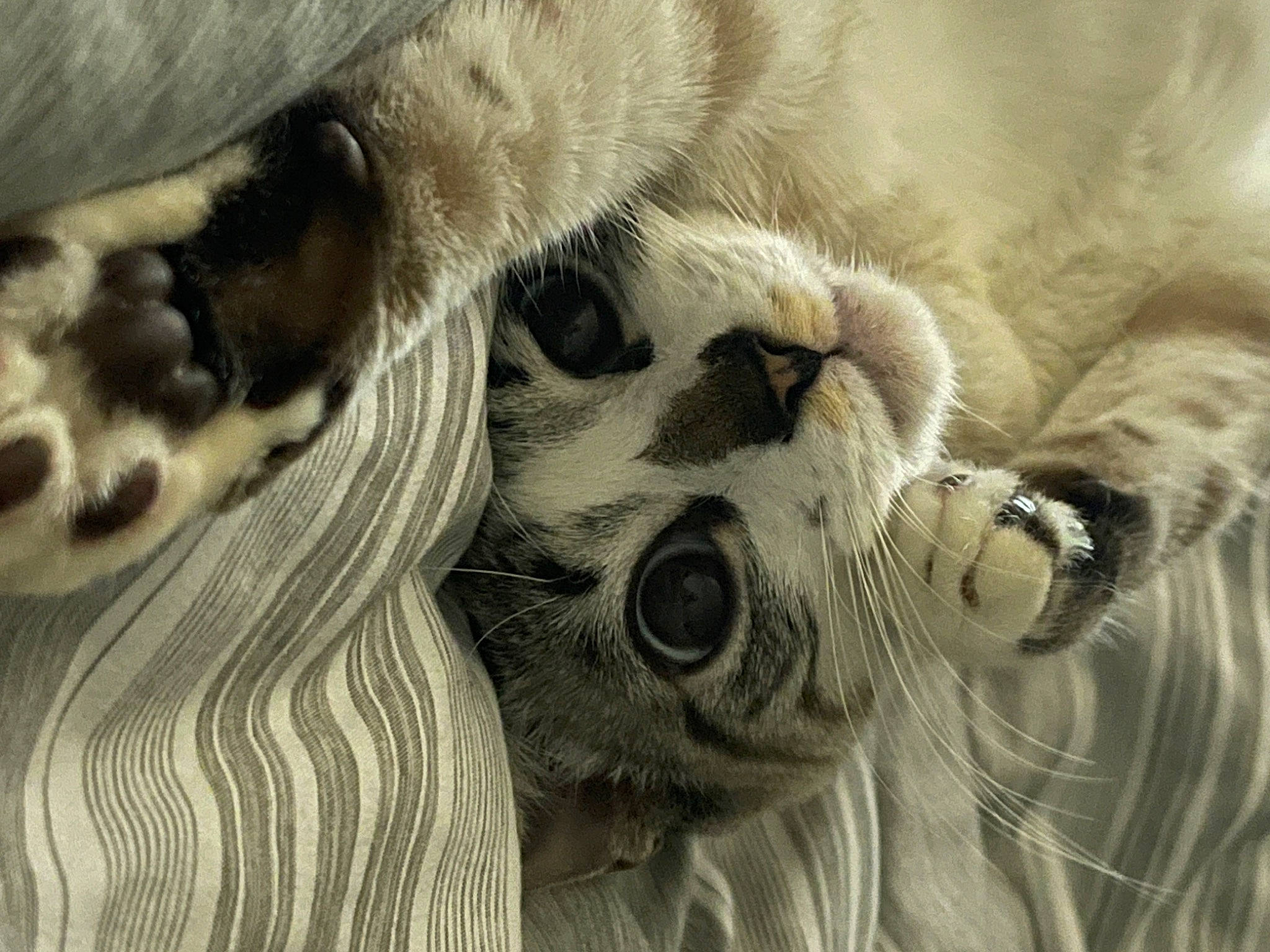 Aria joined the competition — help win amazing prizes! carnivore, comfort, companion_dog, dog, dog_breed, ear, eyelash, fawn, felidae, fur, gesture, pattern, paw, small_to_medium_sized_cats, snout, sporting_group, terrestrial_animal, whiskers, wildlife, working_animal