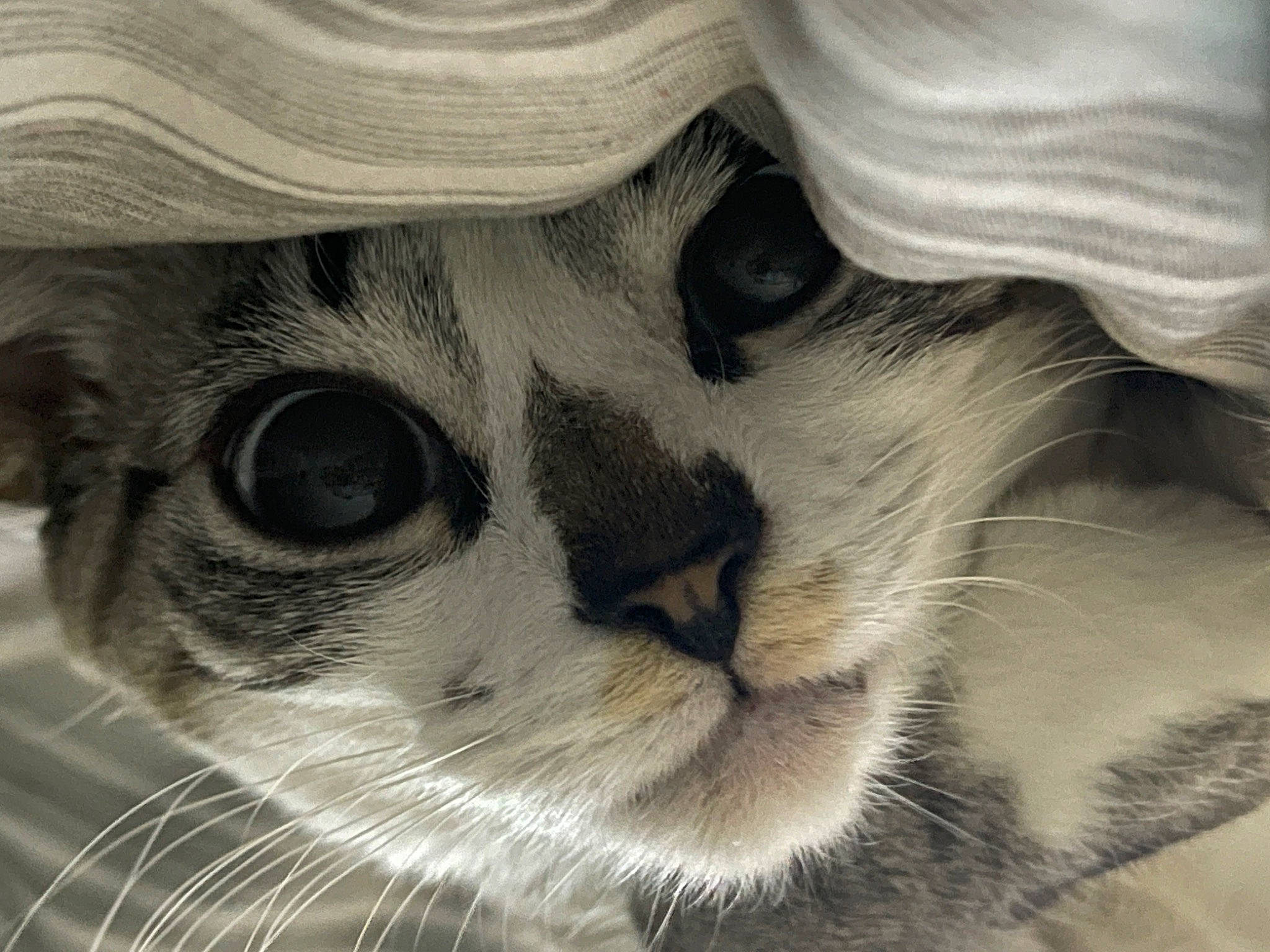 Aria joined the competition — help win amazing prizes! carnivore, cat, close_up, comfort, domestic_short_haired_cat, eyelash, fawn, felidae, fur, monochrome, monochrome_photography, pattern, paw, small_to_medium_sized_cats, snout, terrestrial_animal, tree, whiskers, window, wrinkle