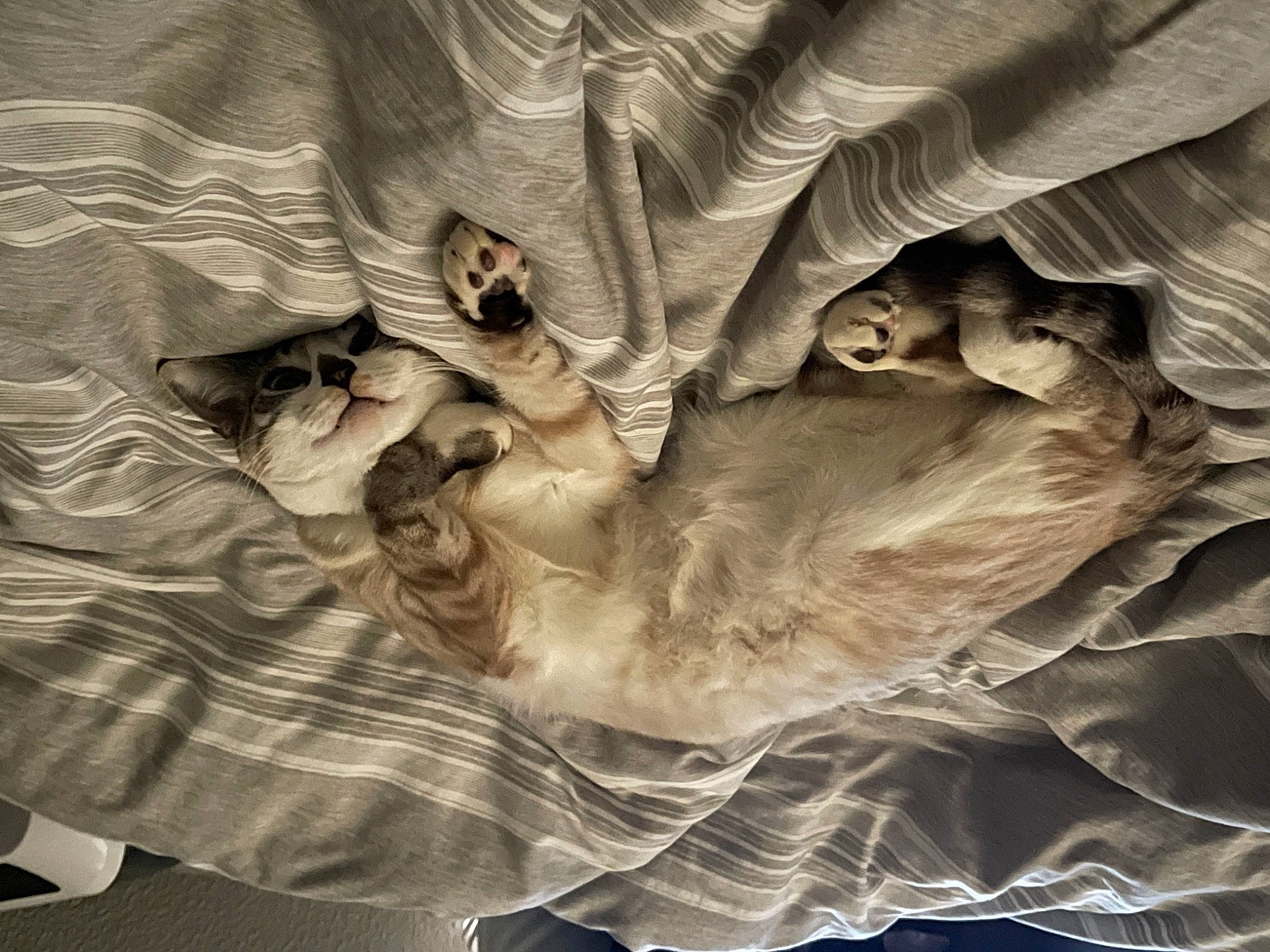 Aria joined the competition — help win amazing prizes! art, cg_artwork, darkness, dress, felidae, fur, gesture, grey, linens, monochrome, monochrome_photography, organism, stock_photography, textile, tree, trunk, visual_arts, wildlife, wing, wood