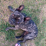 Turbo participe au concours pour gagner de l'argent avec cette photo : dog, french_bulldog, brindle, grass, outdoor, pet, animal, paw, ear, eye, snout, canine, looking_up, footwear, flip_flop, human_foot, nature, summer, casual, playful