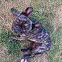 dog, french_bulldog, brindle, grass, outdoor, pet, animal, paw, ear, eye, snout, canine, looking_up, footwear, flip_flop, human_foot, nature, summer, casual, playful