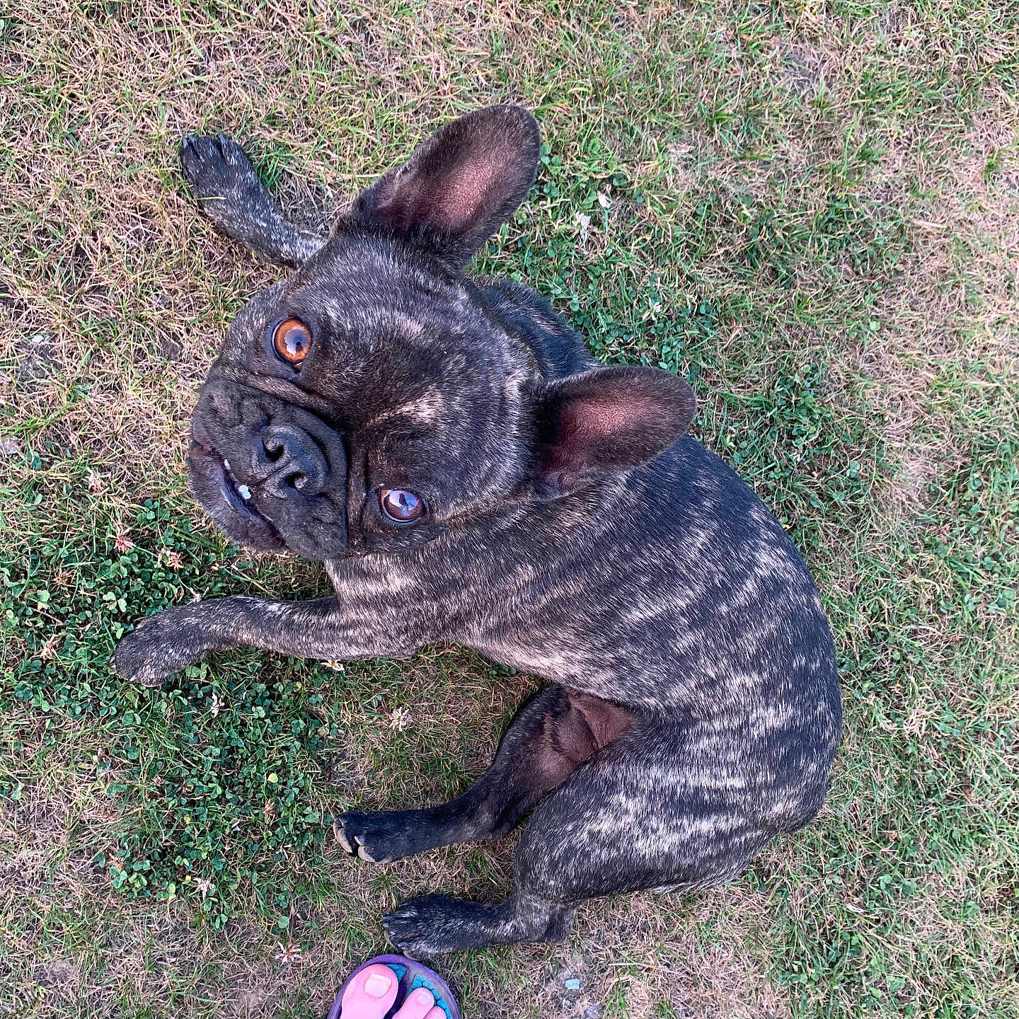 Turbo participe au concours pour gagner de l'argent avec cette photo : animal, brindle, canine, casual, dog, ear, eye, flip_flop, footwear, french_bulldog, grass, human_foot, looking_up, nature, outdoor, paw, pet, playful, snout, summer