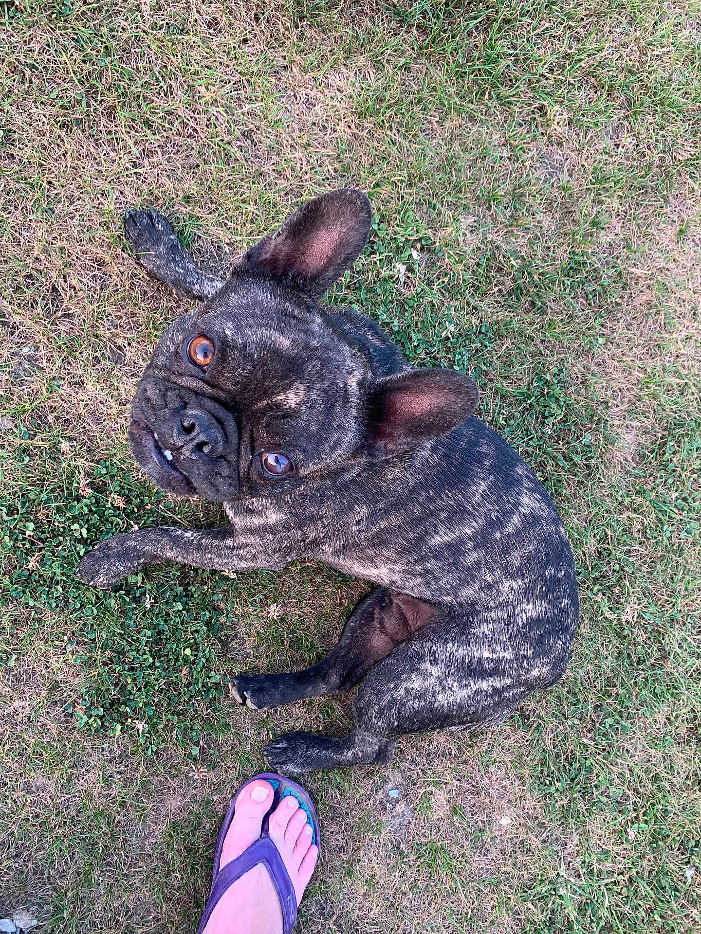 Turbo participe au concours pour gagner de l'argent avec cette photo : dog, french_bulldog, brindle, grass, outdoor, pet, animal, paw, ear, eye, snout, canine, looking_up, footwear, flip_flop, human_foot, nature, summer, casual, playful